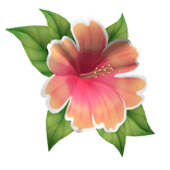 hibiscus head flower sunset