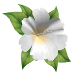 hibiscus head flower White
