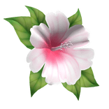 hibiscus head flower white pink