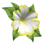 hibiscus head flower yellow white