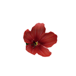 Hibiscus Lapel Pin