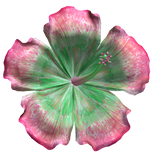 Hibiscus Tropical Summer Flower Green and Pink
