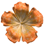 Hibiscus Tropical Summer Flower Orange