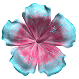 Hibiscus Tropical Summer Flower Pink and Blue