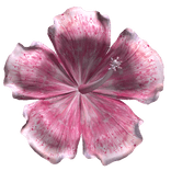 Hibiscus Tropical Summer Flower Pink and White