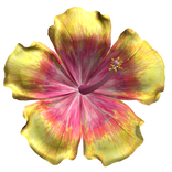 Hibiscus Tropical Summer Flower Pink and Yellow