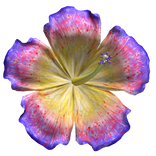 Hibiscus Tropical Summer Flower Purple 