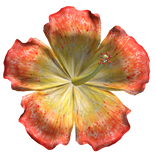 Hibiscus Tropical Summer Flower Red and Yellow