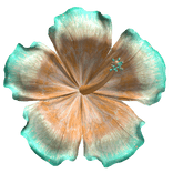 Hibiscus Tropical Summer Flower Teal and Orange
