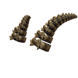 Horns of the Vertebrate