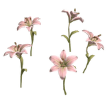 igari pink lily flower patch