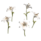  igari white lily flower patch
