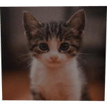 Inca Cat Profile Picture