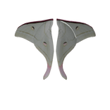 Indian Moon Moth Wings