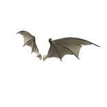 Ivy's Wings