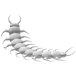 Kawaii Creepy Cute Pet Centipede White 𖹭 .ᐟ