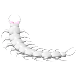 Kawaii Creepy Cute Pet Centipede White+Bow 𖹭 .ᐟ