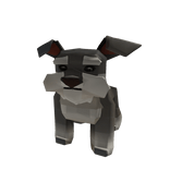 Kiwi Schnauzer