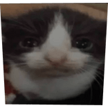 l pabla deme el brainrot chilin chili