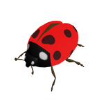 Ladybird