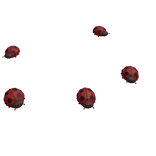 ladybugs