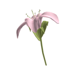  ♡ Large cute pink lily flower 🌸