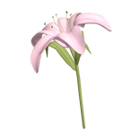  ♡ Large cute pink lily flower at back 🌸