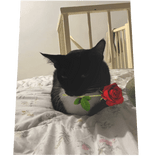 Laying Cat Rose Cape