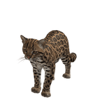 Leopardus Tilcayo Suit