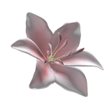 Light Pink Stargazer lily 