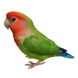 Lovebird Left Shoulder Pet