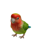 Lovebird Parrot Suit