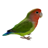 Lovebird Right Shoulder Pet