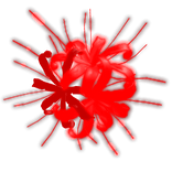 Lycoris Japanese | Spider Lily | Emission Glowing