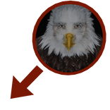 🦅 Marvin Beak Meme Circle And Arrow Pointing 🦅