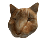 Massive Orange Cat Head