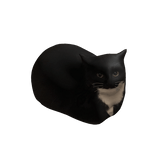 Maxwell carryable cat