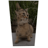 Mei Mei Mei Dancing Cat (ANIMATED)