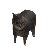 Meme Cat