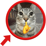 Mewing Cat Meme with double face changing effect