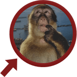 Monkey Thinking in Red Circle