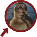 Monkey Thinking in Red Circle