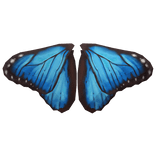 [🦋] Morpho Butterfly set - Back Wing Blue Brown