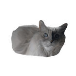 My Little Precious Baby