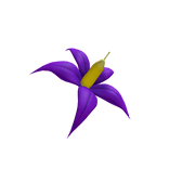Nightshade Flower