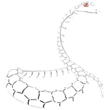 Obanai Snake