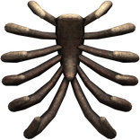 Open Exposed Ribcage