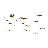 Orange Bats