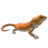 Orange Bearded Dragon Right Shoulder pet
