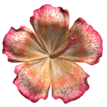 Orange Pink Hibiscus Tropical Summer Flower Preppy